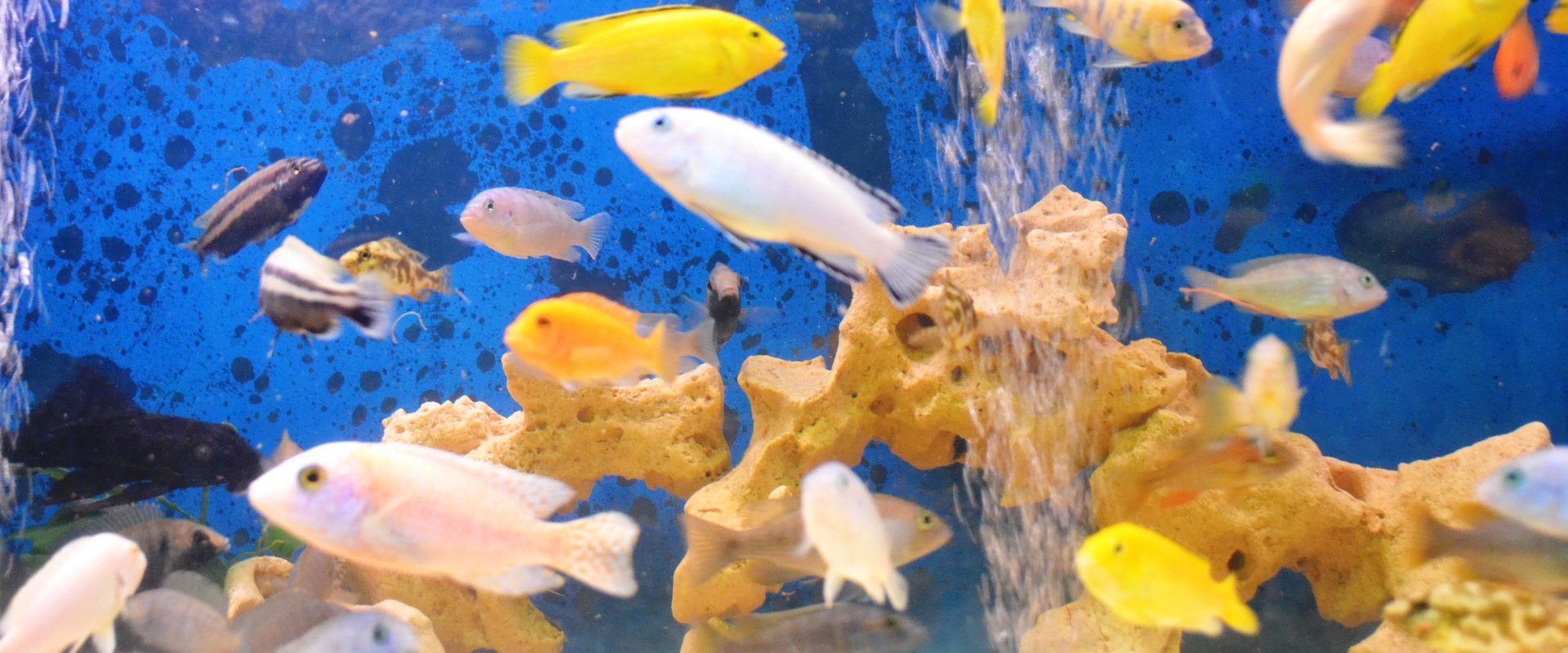 AquaZoo sklep zoologiczny Andrychów